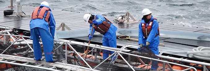 弓ヶ浜水産水揚げ