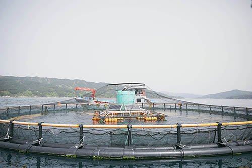otsuchi_11：ikesuHs.jpg