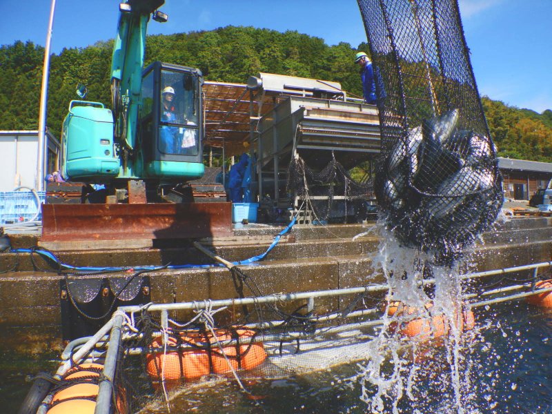 重機で水揚げ.jpg